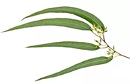 Eucalipto Citriodora