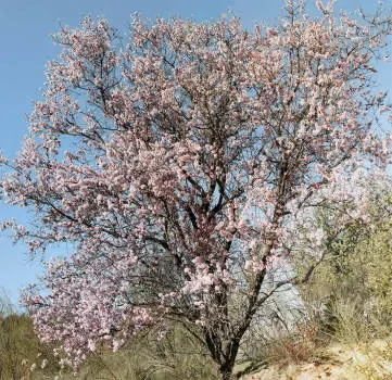 Prunus amygdalus dulcis