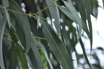 Eucalyptus staigeriana