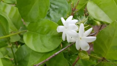 Jasminum officinalis