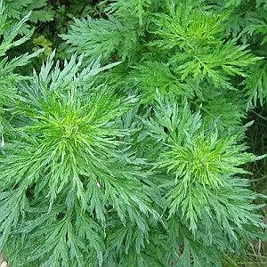 Artemisia pallens
