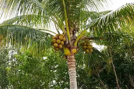 olio di cocco, Cocos nucifera