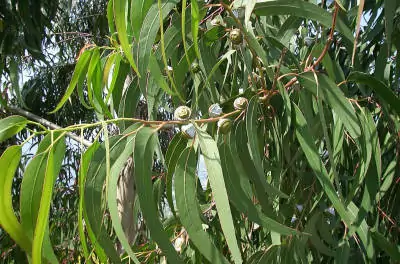 Eucaliptus globulus