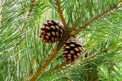 Pinus silvestrys