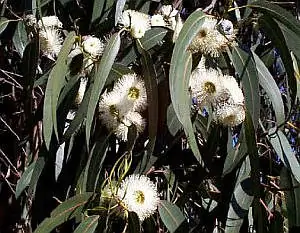 Eucalyptus polybractea