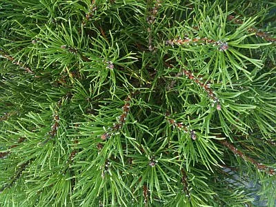 Pinus pumilio var. mugo