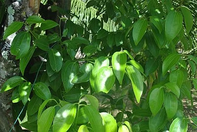 Foglie di Cinnamomum verum o zeylanicum