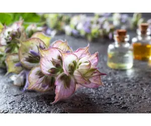 Olio essenziale di Salvia sclarea: proprietà benefiche