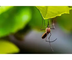 Rimedi naturali contro le punture di zanzare