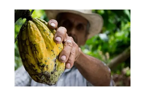 Olio essenziale di cacao: proprietà benefiche e come utilizzarlo
